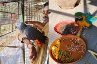 बर्ड पार्क में नए मेहमानों का हुआ स्वागत, ब्लू गोल्ड मकाऊ और अफ्रीकन ग्रे पैरेट के आगमन से गुलजार हुआ परिसर