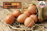 Nakli Ande Ki Pehchan Kaise Kare,Nakli ande kaise bante hain,Real Eggs or Fake Eggs,