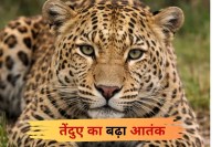 तेंदुए ने 4 साल के मासूम का किया शिकार