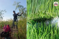 सहजन की खेती