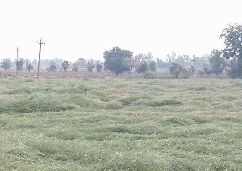 किसानों ने बताया कि कई खेतों में कट चुकी सरसों की फसल भीग गई है और खड़ी फसलें भी नुकसान की संभावना से प्रभावित हैं। यह गत एक सप्ताह में तीसरी बार मौसम खराब हुआ है। किसान मौसम साफ होने का इंतजार कर रहे हैं ताकि खेतों की फसल को बचाया जा सके।