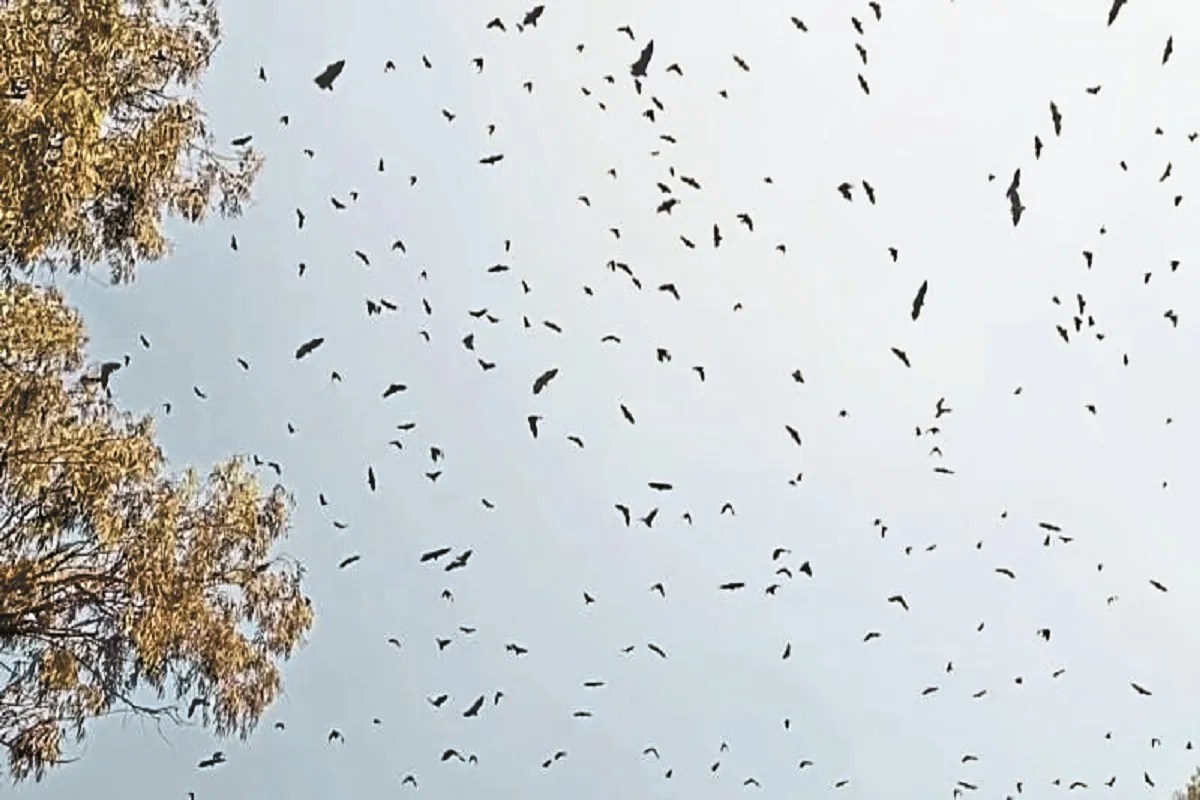 बड़ी तादाद में पहुंचे चमगादड़ (photo source- Patrika)