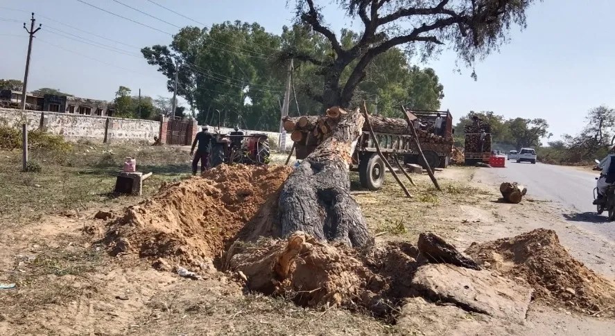 green trees Cutting in Jaipur