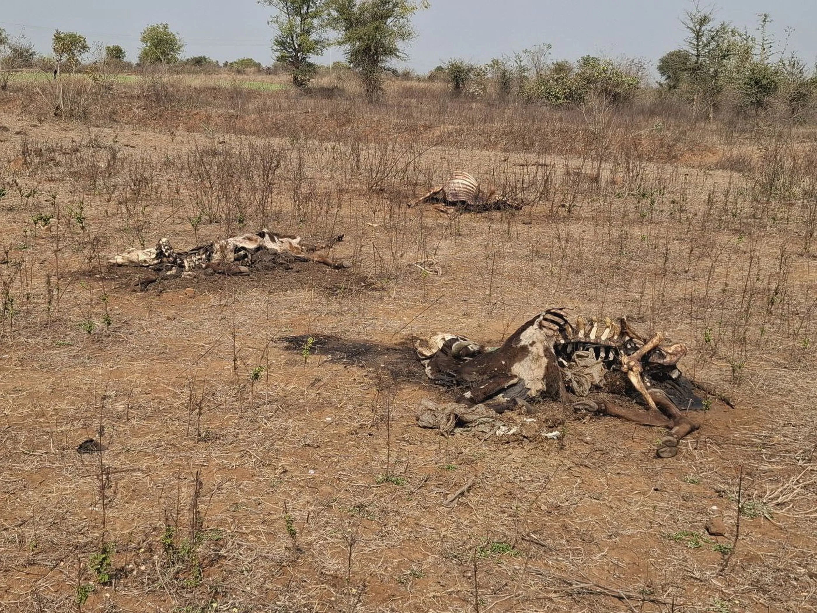 नंदमोहन गोशाला में मौत का तांडव भूख-प्यास से तड़पीं गायें, 16 ने तोड़ा दम