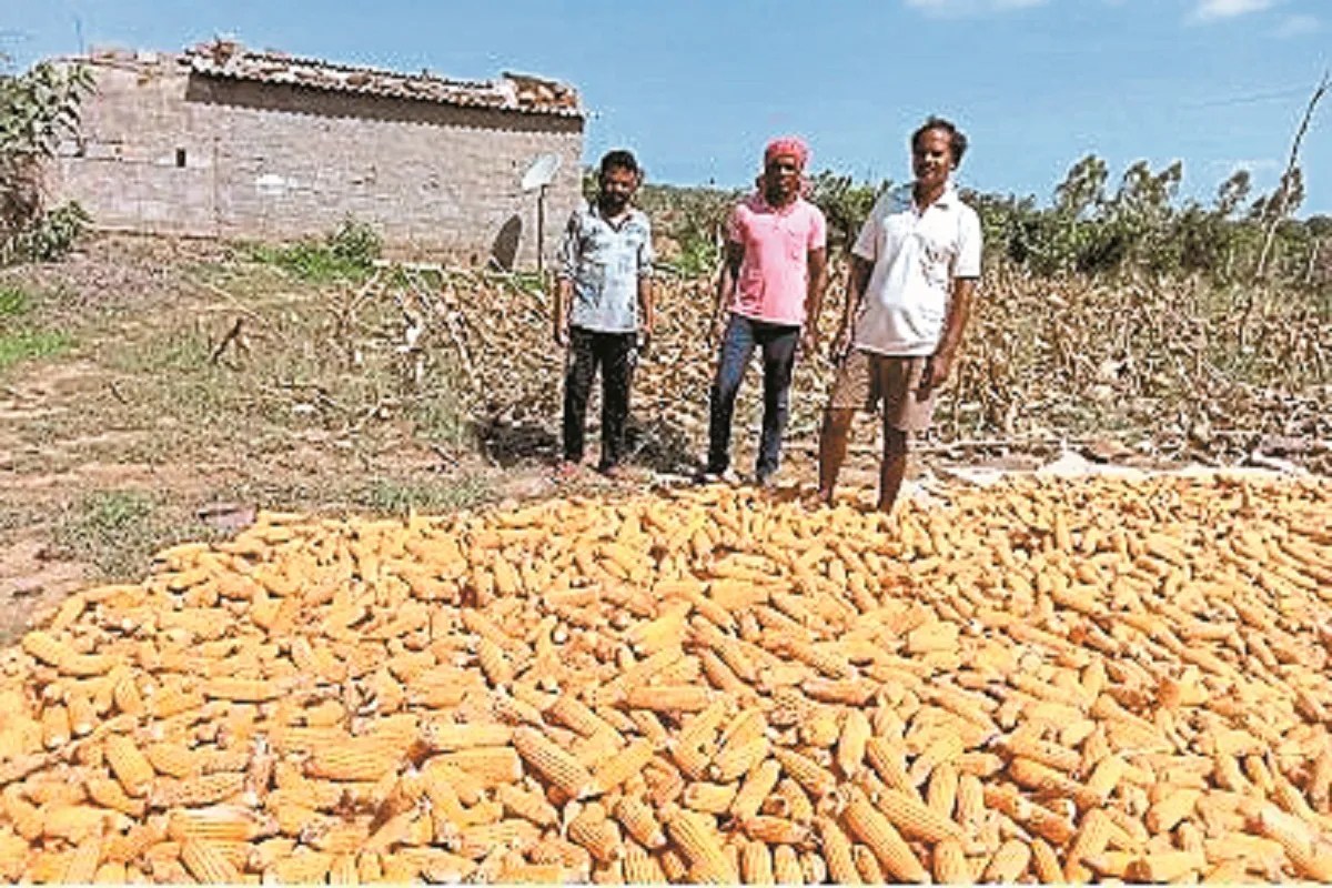2400 रुपए क्विंटल तय एमएसपी (photo source- Patrika)