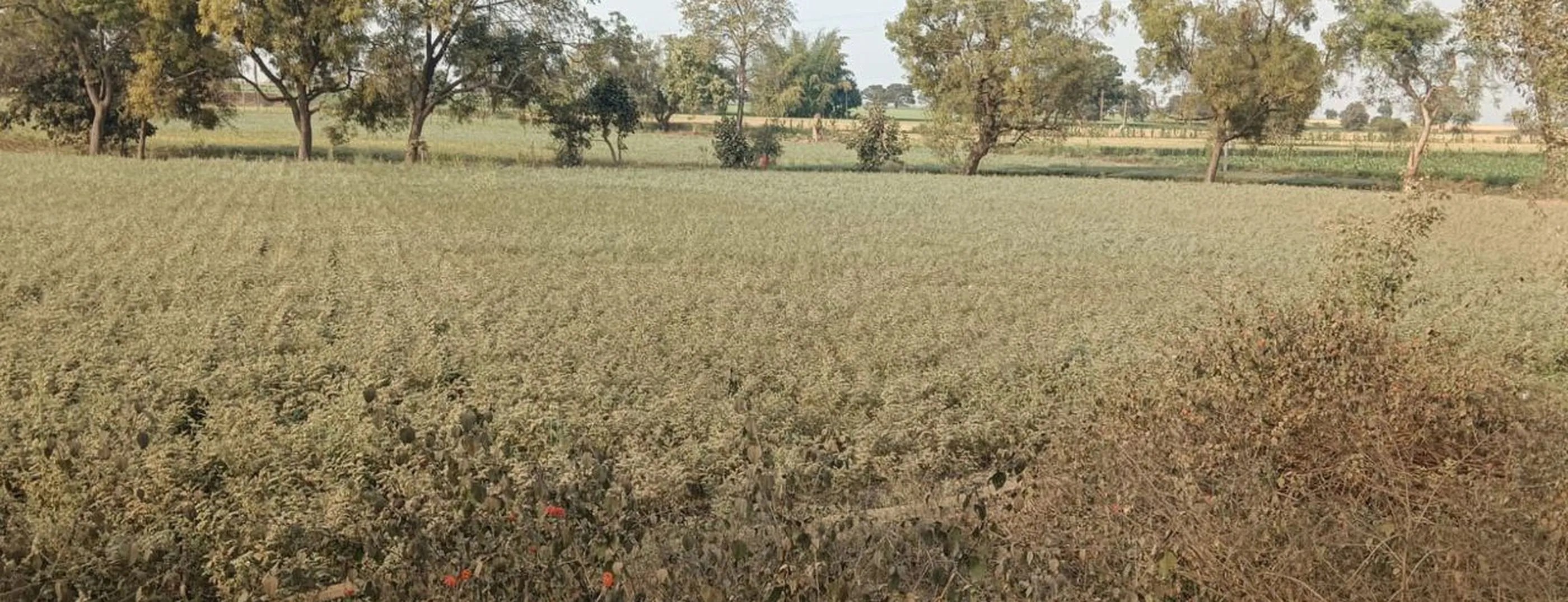 crop in khandwa