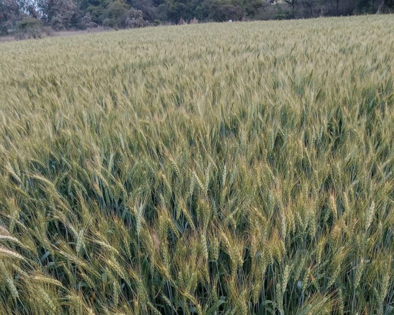 Rabi season crops