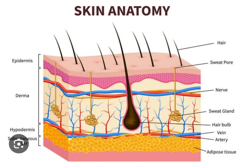 Ahmedabad civil hospital organ donation