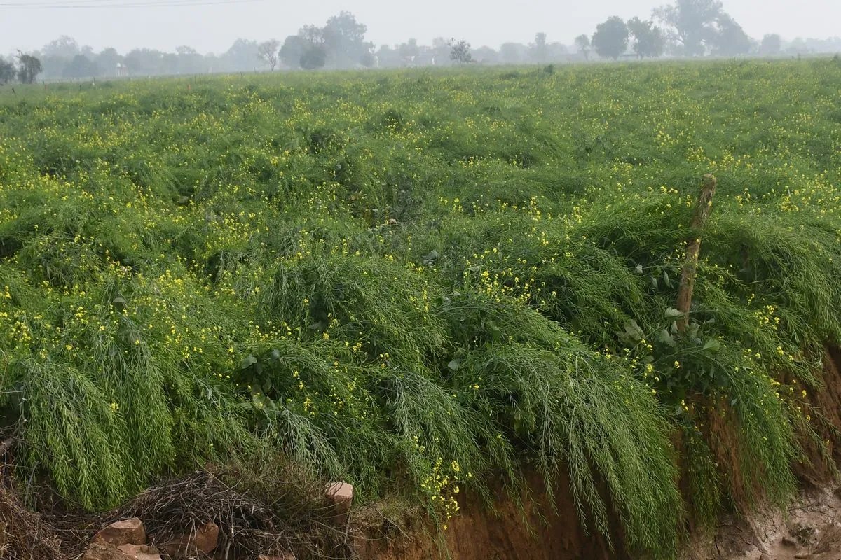 किसान चिंतित...82 हजार हेक्टेयर फसल पर संकट के बादल Farmers are worried...clouds of crisis on 82 thousand hectares of crops