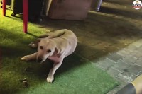 Stray Dog Bites 3 at Jaipur Airport