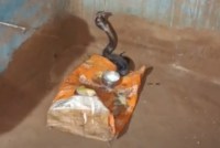 कोबरा सांप फोटो सोर्स वायरल वीडियो
