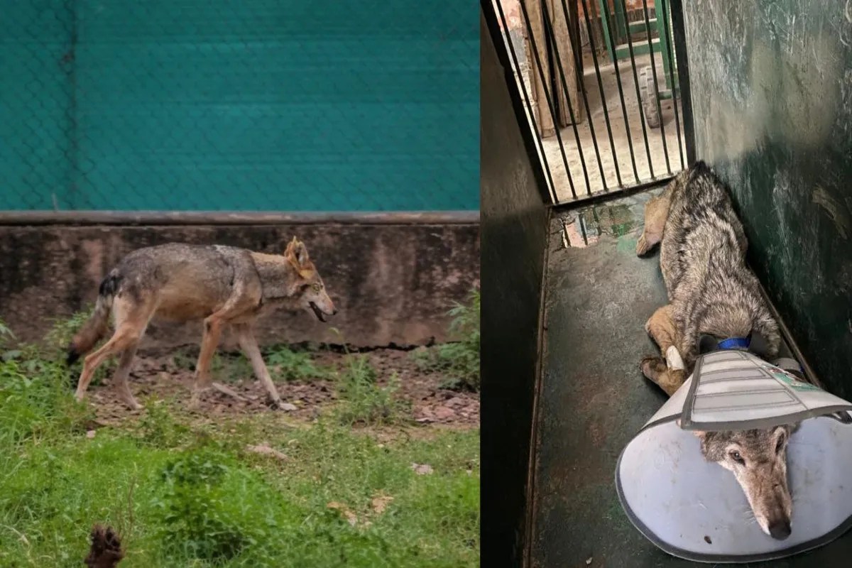 नवाब वाजिद अली शाह प्राणि उद्यान की वृद्ध मादा भेड़िया बीमार, विशेषज्ञ डॉक्टरों की निगरानी में इलाज जारी (फोटो सोर्स : भाषा WhatsApp News Group)