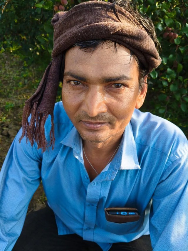 plum cultivation in Tonk