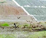 शाहपुर में रेलवे ब्रिज के पास नजर आए दर्जनों गिद्द