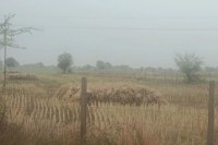 Nature's wrath: Hailstorm and rain in Bhilwara wreak havoc on farmers, posing the biggest threat to 'black gold'