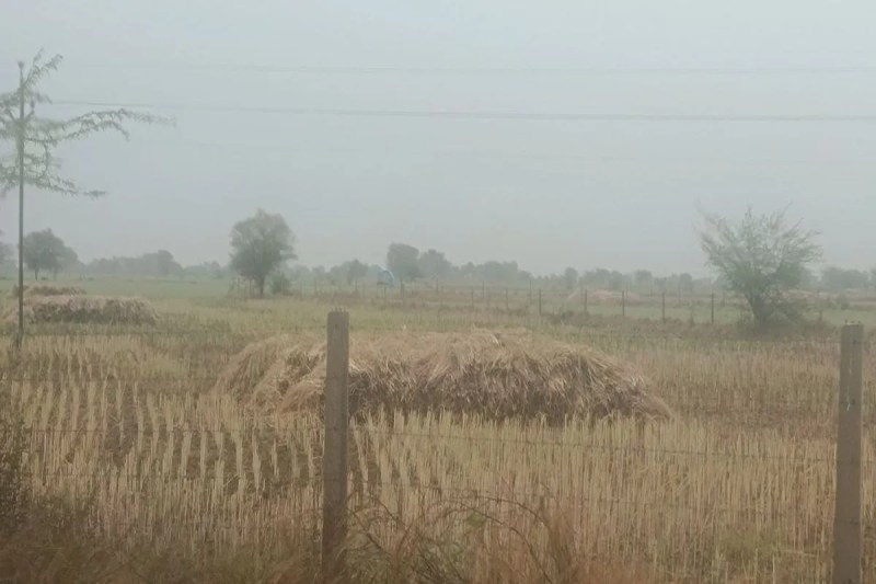 Nature's wrath: Hailstorm and rain in Bhilwara wreak havoc on farmers, posing the biggest threat to 'black gold'