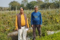 Farmers are earning profits from tomato cultivation