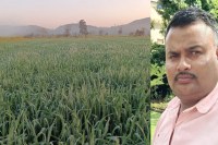 Seed drills and basal doses will increase wheat production