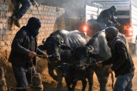 Jaipur News Thieves Scale Wall Steal 3 Lakh Dairy Buffaloes Tied to Posts