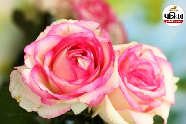  luxury rose farming, rare indian roses, expensive flowers list,
