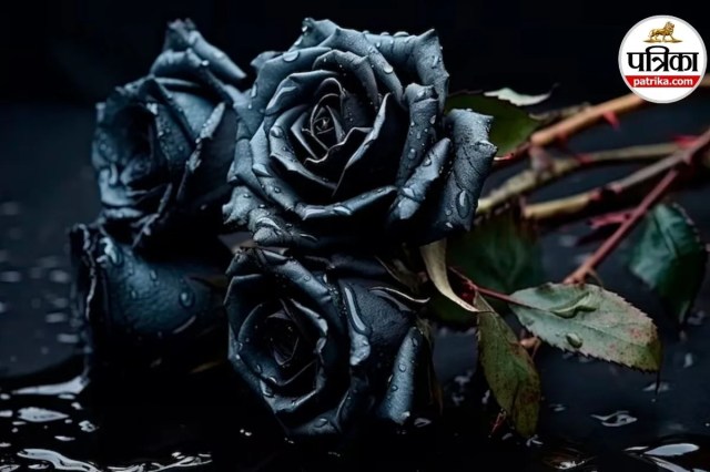  rare black rose, expensive dark roses, luxury flowers world, unique rose varieties