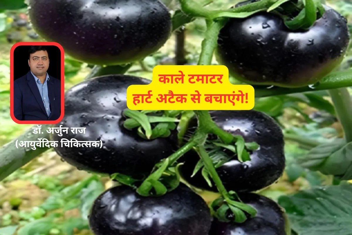 Black Tomato, kala tamatar khane ke fayde, Black Tomato Benefits,