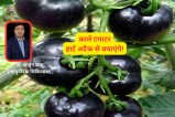 Black Tomato, kala tamatar khane ke fayde, Black Tomato Benefits,