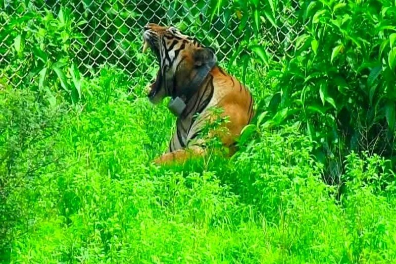 Bundi : बाघ को क्लोजर से छोड़े जाने की राह खुली