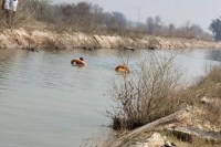 Car falls into canal, car falls into canal in Hanumangarh, car falls into canal in Rajasthan, two youths die, two youths die in Hanumangarh, Hanumangarh News, Rajasthan News, नहर में गिरी कार, हनुमानगढ़ में नहर में गिरी कार, राजस्थान में नहर में गिरी कार, दो युवकों की मौत, हनुमानगढ़ में दो युवकों की मौत, हनुमानगढ़ न्यूज, राजस्थान न्यूज