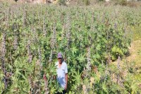 Castor, Castor crop, Castor crop in Sirohi, Castor crop in Rajasthan, Sirohi news, Rajasthan news, अरण्डी, अरण्डी की फसल, सिरोही में अरण्डी की फसल, राजस्थान में अरण्डी की फसल, सिरोही न्यूज, राजस्थान न्यूज