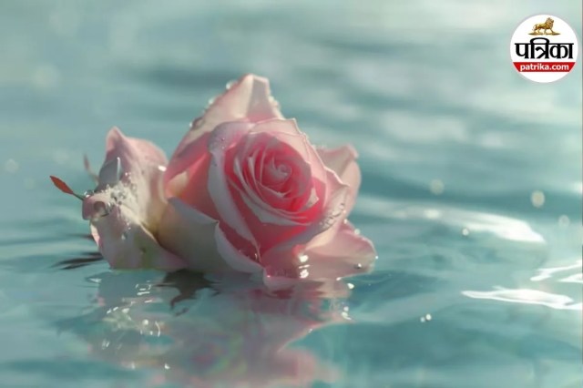  unique roses for gifting, luxury roses 2026
