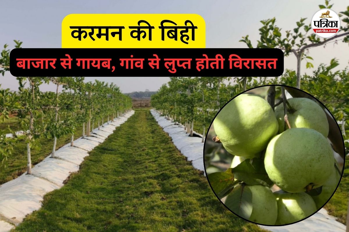 उजड़ते करमन के बगीचे (फोटो सोर्स- पत्रिका)