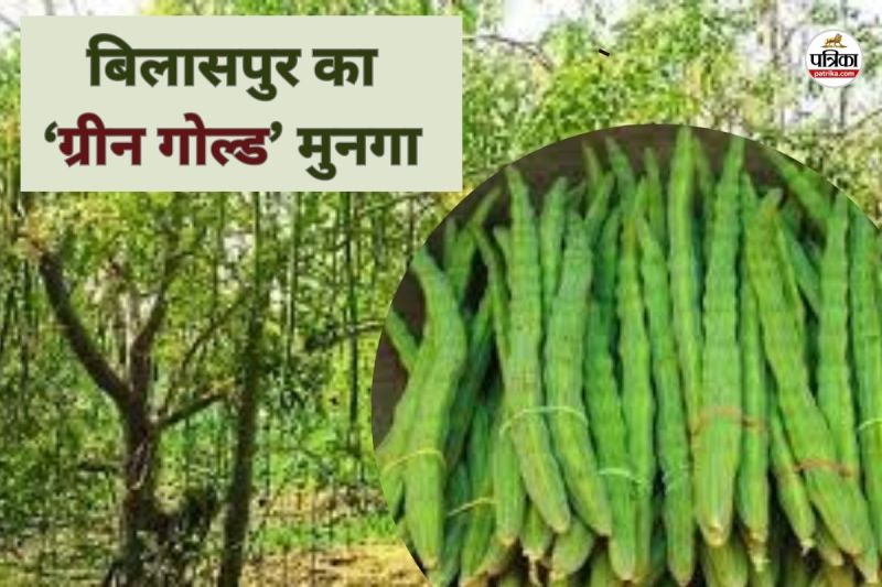 बिलासपुर का ‘ग्रीन गोल्ड’ मुनगा(photo-patrika)