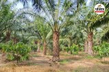 ऑयल पाम खेती (photo source- Patrika)