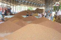 कृषि उपज मंडी में चने की बिकवाली, पत्रिका फोटो