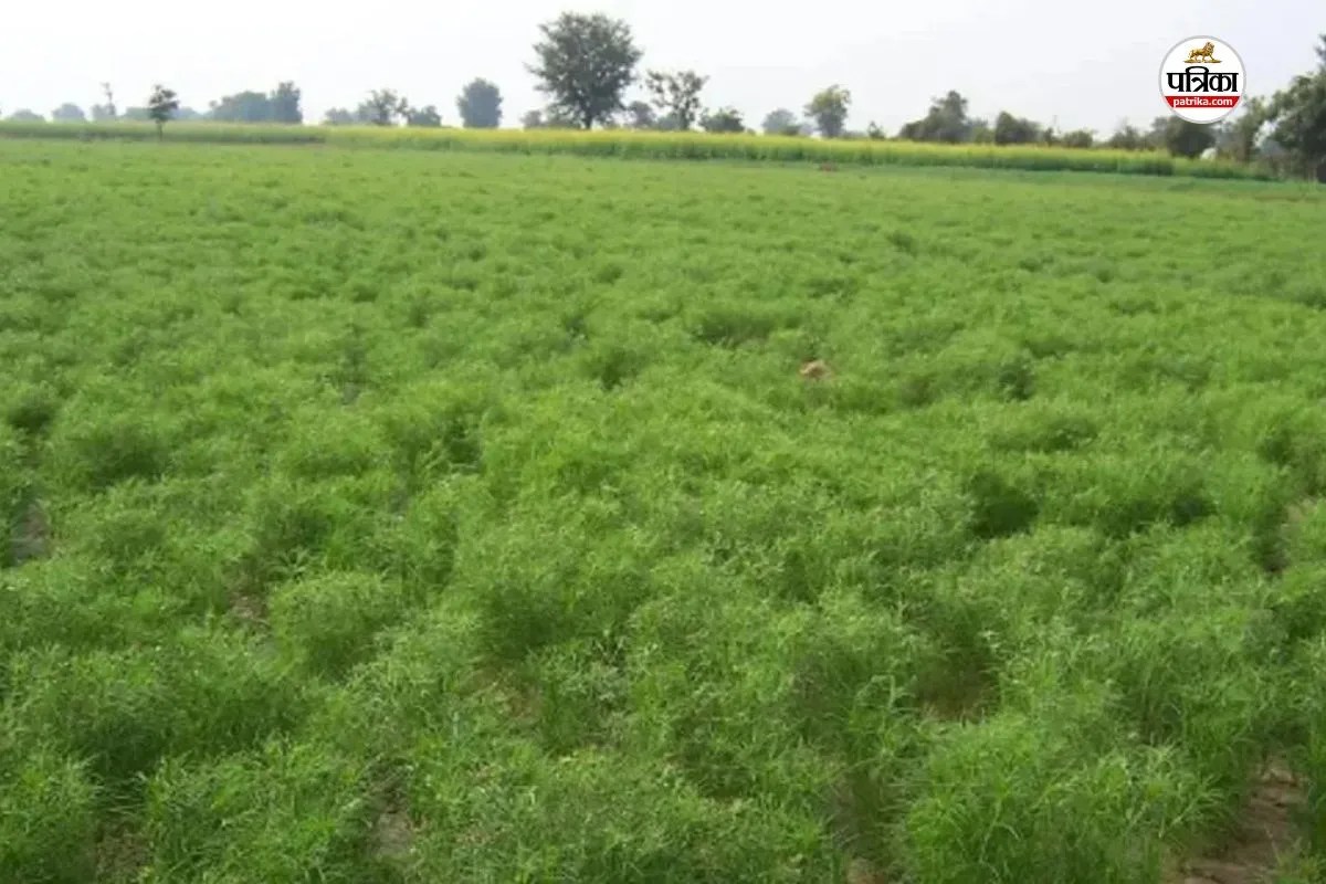 जैसलमेर बना जीरा उत्पादन का प्रमुख केंद्र, पत्रिका फोटो