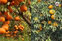 वैश्विक बाजार में गंगानगरी किन्नू की डिमांड, पत्रिका फोटो