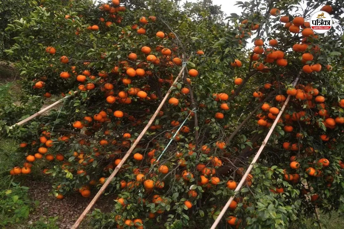 श्रीगंगानगर में खेत में किन्नू से लदे पेड़, पत्रिका फोटो