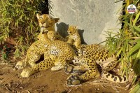 लेपर्ड रिजर्व में बन रहा देश का पहला इंटरप्रिटेशन सेंटर, पत्रिका फोटो