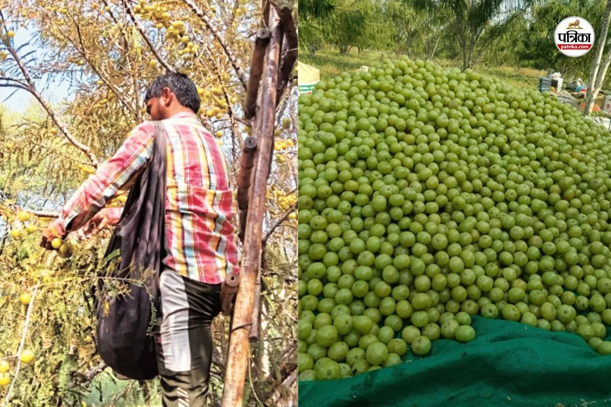 चौमूं क्षेत्र में आंवले की तुड़ाई करता किसान, पत्रिका फोटो