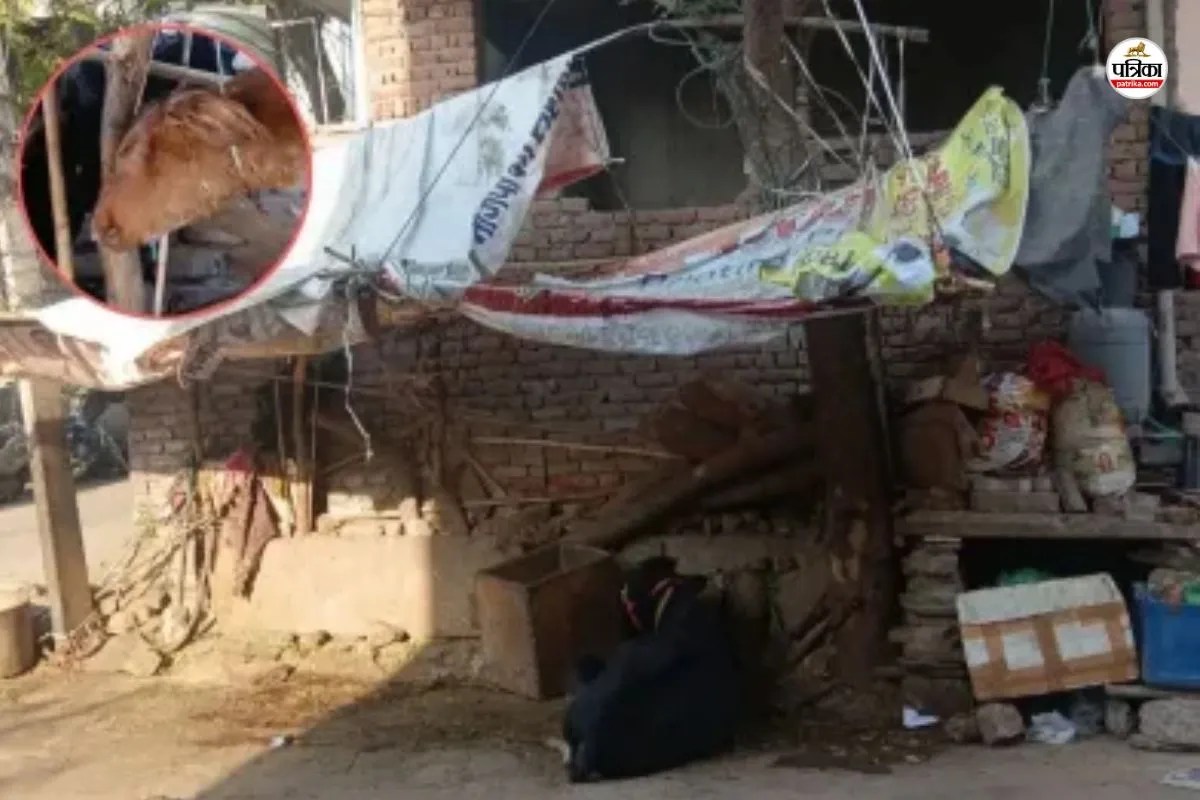 जयपुर में बछड़े का सिर काटने का विवाद, जांच में डमी की पुष्टि, पत्रिका फोटो