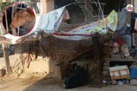 जयपुर में बछड़े का सिर काटने का विवाद, जांच में डमी की पुष्टि, पत्रिका फोटो