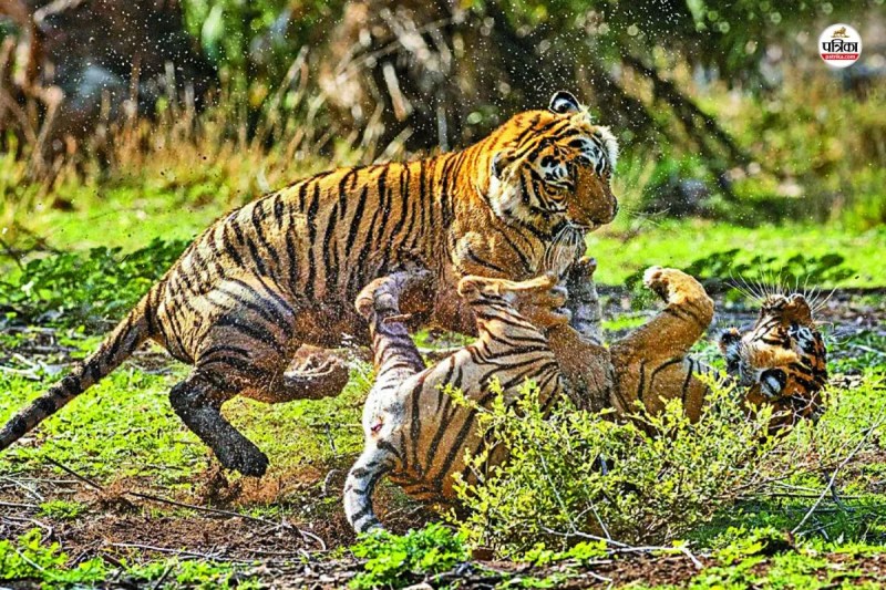 रणथंभौर टाइगर रिजर्व में टेरेटरी को लेकर बाघों में संघर्ष, पत्रिका फोटो