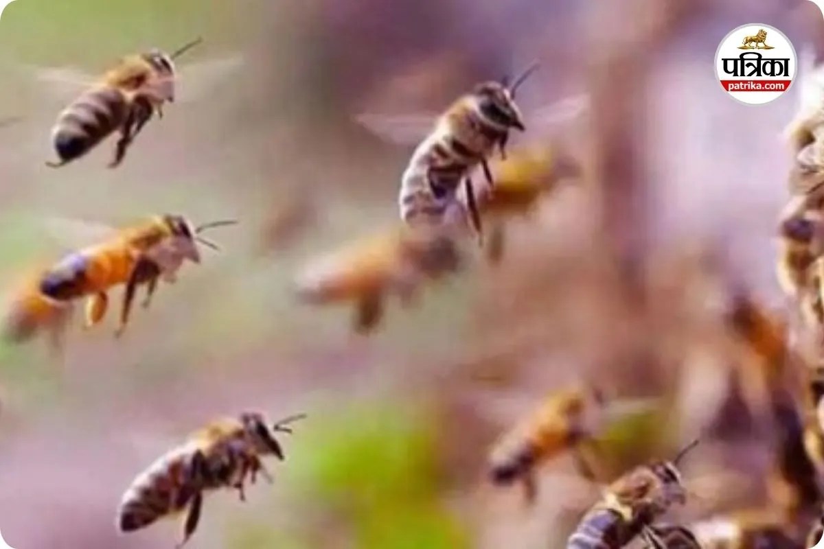 CG News: भगवान बचाए मधुमक्खियों से, डंक से फेफड़े व ब्रेन में सूजन से हो रही मौतें