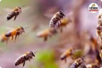 CG News: भगवान बचाए मधुमक्खियों से, डंक से फेफड़े व ब्रेन में सूजन से हो रही मौतें