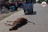 मृत गाय को ऑटो से घसीटने की तस्वीर (photo source- Patrika)