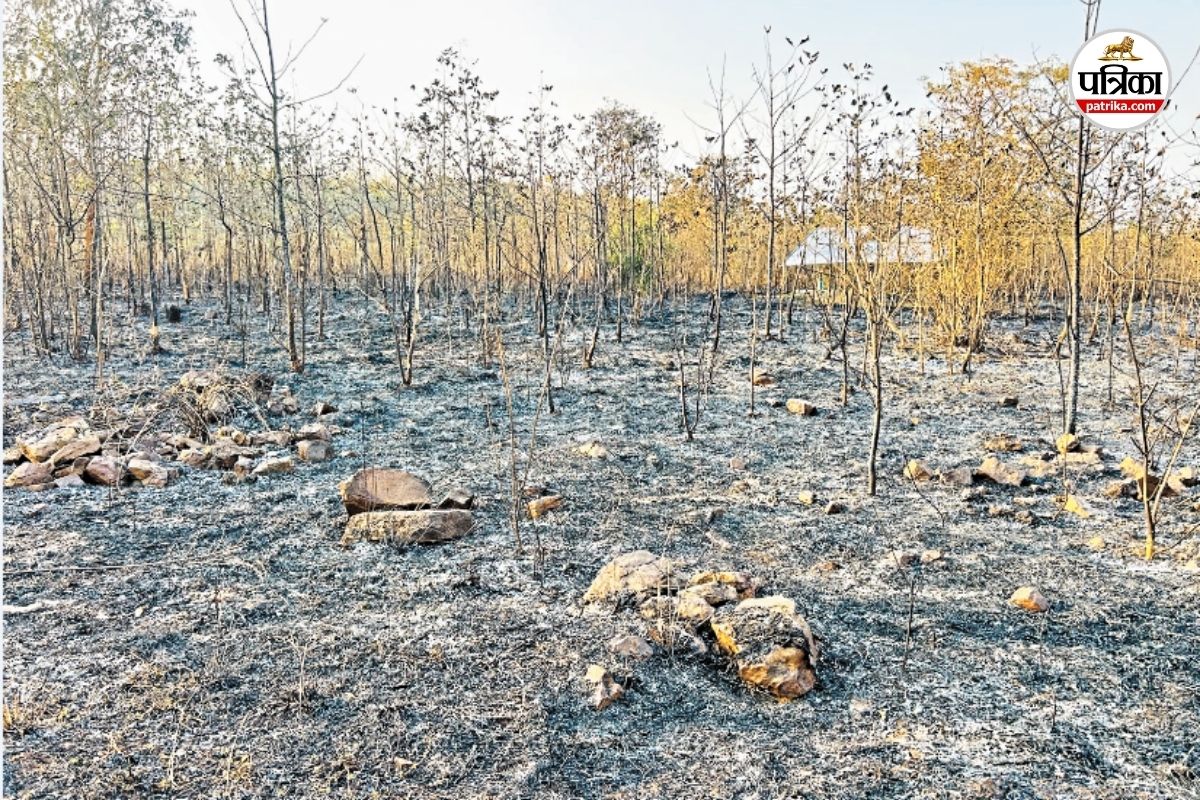 42 हजार पौधे जलकर खाक (फोटो सोर्स- पत्रिका)