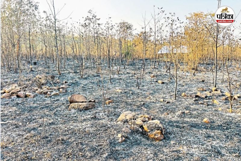 42 हजार पौधे जलकर खाक (फोटो सोर्स- पत्रिका)