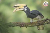 दुर्लभ हॉर्नबिल संरक्षण की विशेष पहल (photo source- Patrika)