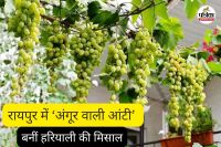 रायपुर में ‘अंगूर वाली आंटी’ बनीं हरियाली की मिसाल (फोटो सोर्स- पत्रिका)